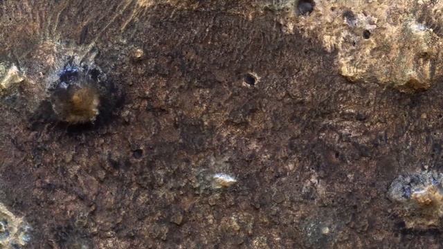 The Color Wonderland Of Mawrth Vallis