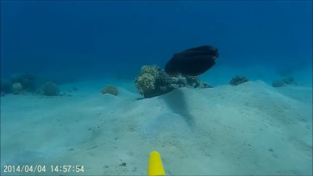 Octopus - Marsa Alam