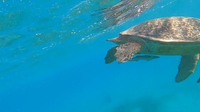 The Three Corners Fayrouz Plaza Beach Resort 5* MARSA ALAM (рус./Укр. Марса-Алам (араб. مرسى علم))