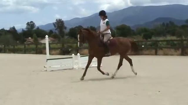 2005 Oldenburg Mare By Routinier (trot)