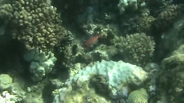Hilton Nubian Marsa Alam Abu Dabab Rif