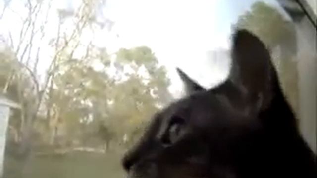 Как говорят коты с другой планеты