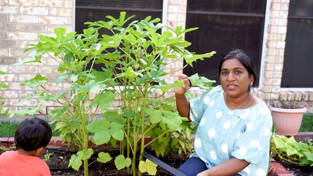 வெண்டைக்காய் செடியின் கதை | How To Grow Okra In Tamil | Lady's Finger Growing, Harvesting & Cooking