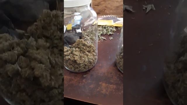 Neptune Seed Bank Review.....   MUST WATCH IF YOUR PLANNING ON ORDERING FROM NEPTUNE Seed Bank.....