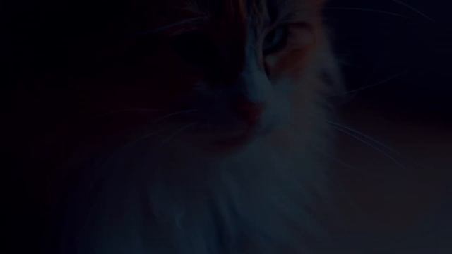 Jupiter 9 85mm Lens Test