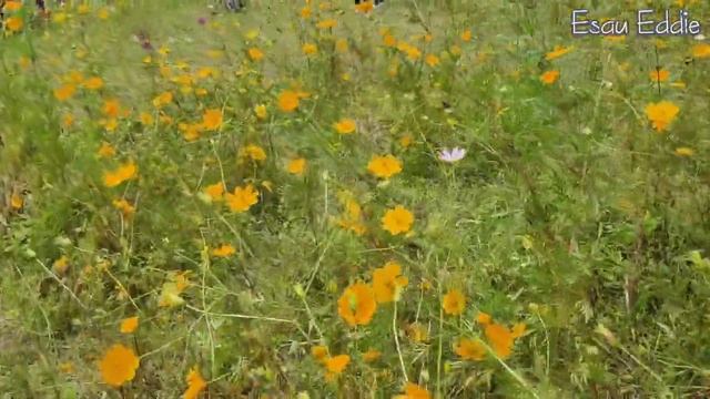 My Experience At NAAMAI ZHO. Hot Internet Sensation Spot (Cosmos Season)