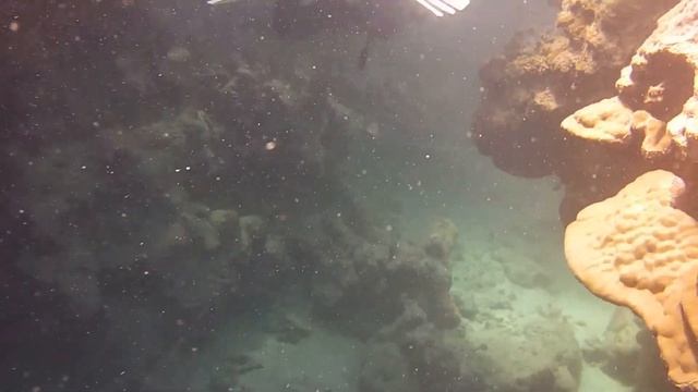 Подводный Марса Алам 2019г №17