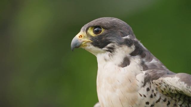 Falconry Through The Ages