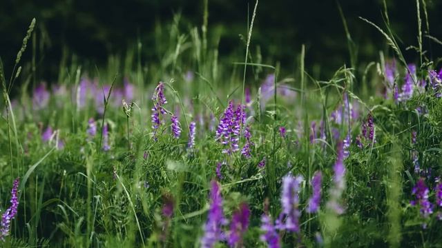 Жене случайно в руки попадает странная тетрадка с записями мужа, которую он тщательно прятал...