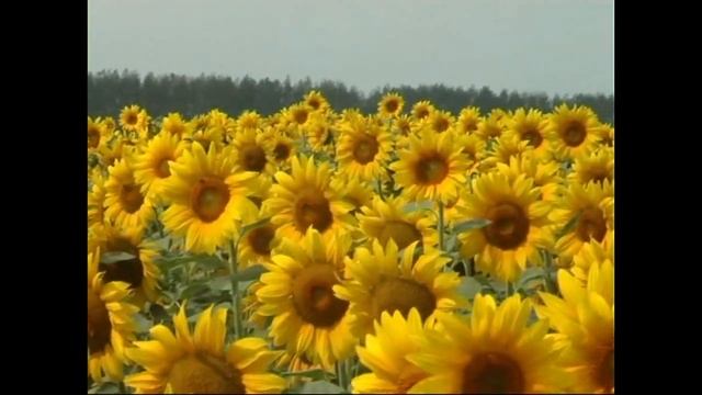 ЯГОДА ИГЛИНСКИЙ ЛУК