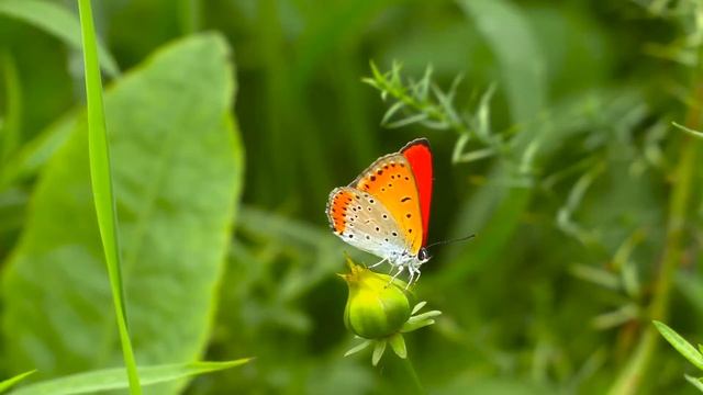 Beautiful Butterflies On Our Planet | Butterflies On A Flower In Nature | Colorful Butterflies |
