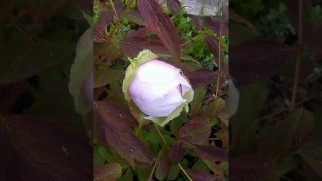 Майский сад 2015