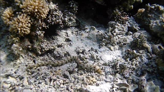 Jaz Lamaya, Coraya Bay, Marsa Alam, Egypt - Snorkeling With Spotted Moray Eels In Shallow Waters