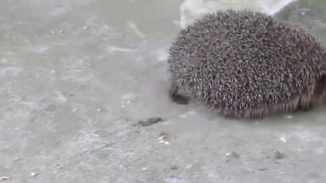 Порятунок їжака. Четверта серія.