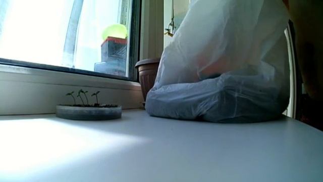 ВЕНЕРА МУХОЛОВКА (пересаживаю побеги)