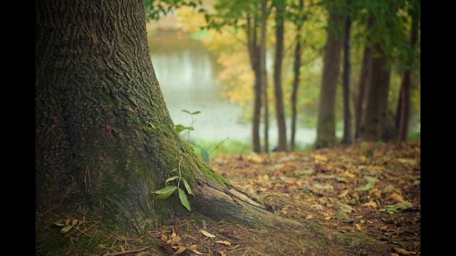 Forest Atmosphere, Magic Of Nature