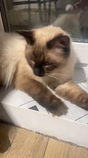 Мяу🐾
