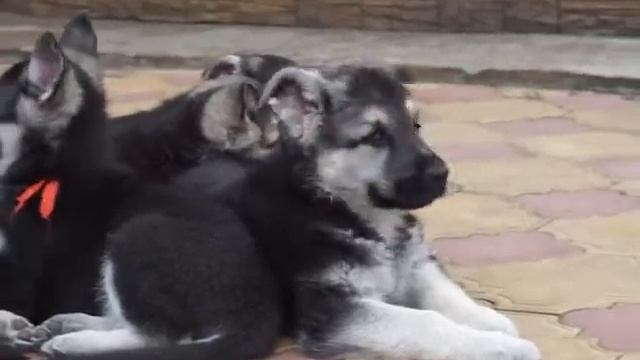 Щенки ВЕО питомника 