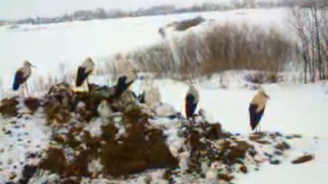 Рано они прилетели