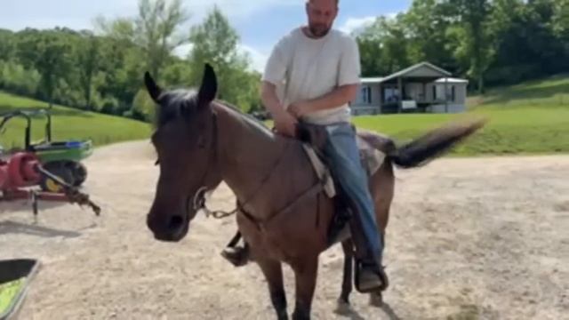 Q & A With Our Brand New Foal!