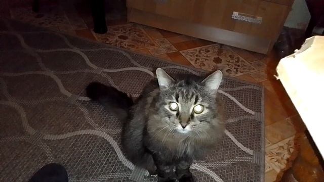 Кот Марс. Высказывания. Чего-то ждёт..