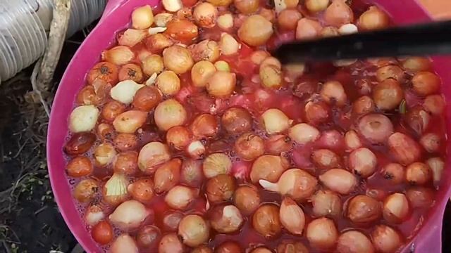 Сажаем лук без заморочек