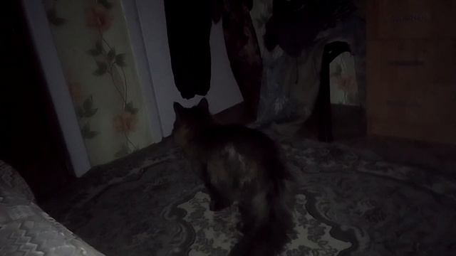 Кот Марс. Ночью нагуливает аппетит.
