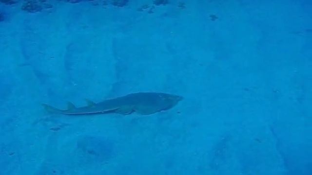 Kopia Filmu Rekin Gitarowy W Zatoce Abbu Dabbab  Marsa Alam Hotel Malikia