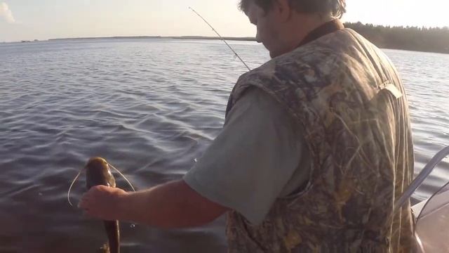 Фунт выпускает мелкого сома