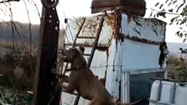 Рэй - верхолаз