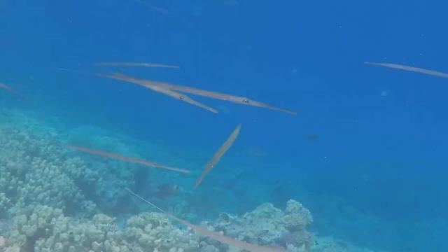 2017-05-07 Egypt, Hilton Marsa Alam Nubian Resort