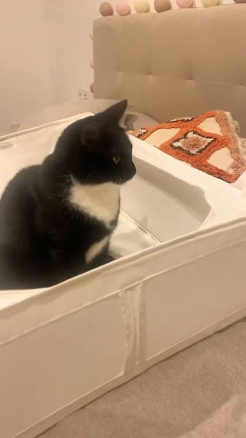 Коты и смена белья🐾