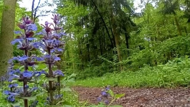 Живой звук леса | Пенеие–голоса лесных птиц ранним весенним утром | Естество природы крупным планом