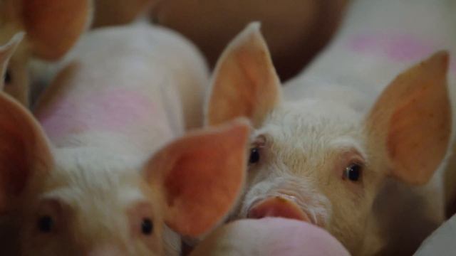 Агрокомплекс