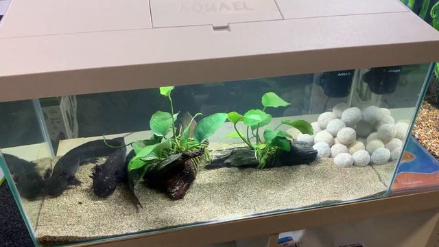 Aquael Leddy 60 With Walking Fish