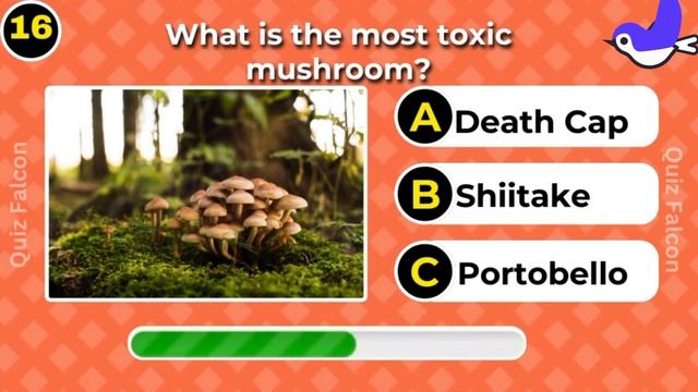 Fc018af16628f811a53925a4ea6b6304