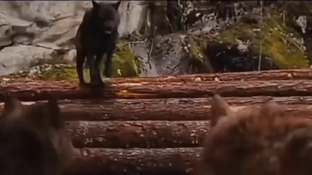 ×Сумерки× клип