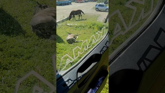 ДАЛЬНОБОЙНАЯ СТОЯНКА  