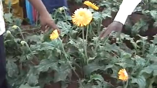 Green Planet Powerplanet Results On Flowers