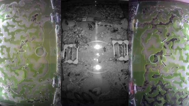 [LIVE X1] Ant Farm 24/7 Муравьиная ферма [online/онлайн] Муравьи Ants [LIVE X1]