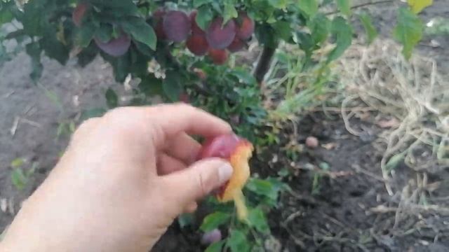 сорт аличі Кубанська Комета. Саджанці та живці в наявності.