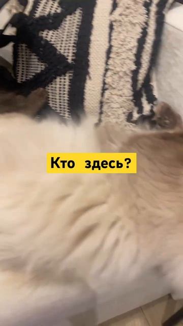 Уже пора есть?🐾