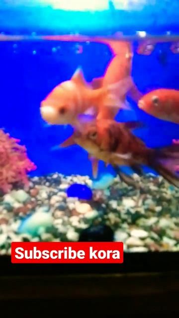 94aef8212d35f96fac1a2505b0801f9e