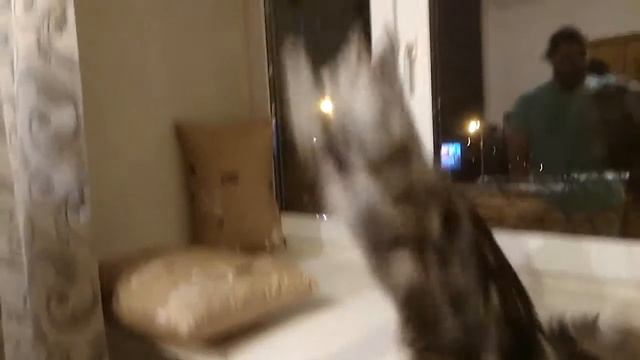 Арси Марси Гретель