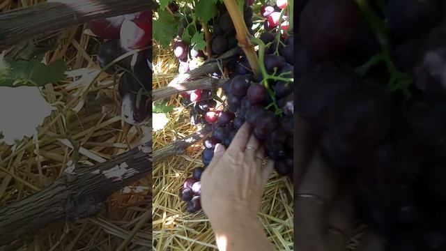 Виноград К-81 на 27.08.20