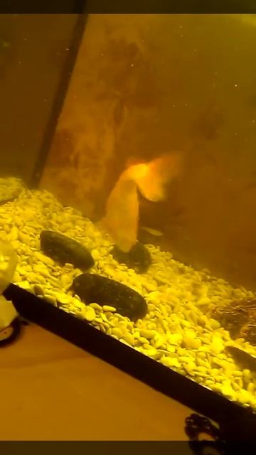 золотой карась в аквариуме