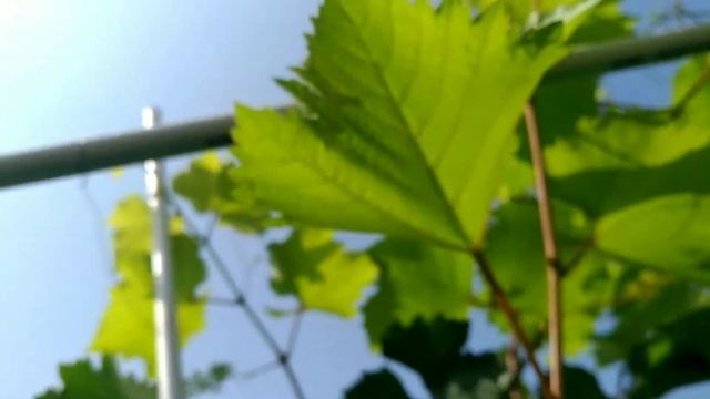 Cantiknya Proses Perkembangan Bunga Anggur Dari Penyerbukan Sampai Menjadi Berry Buah Anggur Beri