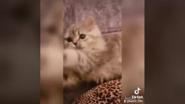 C217ba4979717aa8769e535fb42f5425