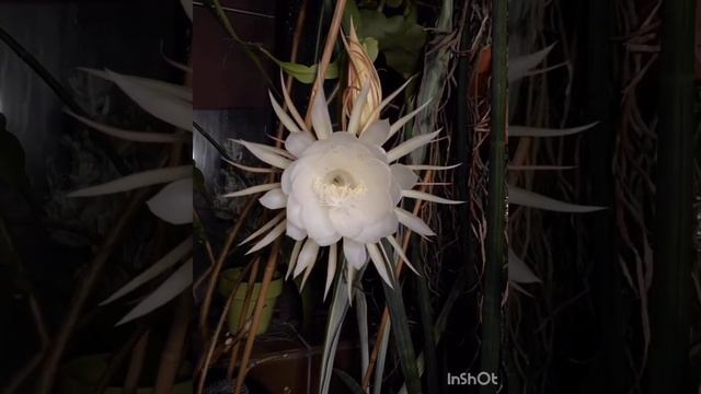 Ведическая мантра бессмертия.Maha Mrityunjaya.   Suresh Wadkar