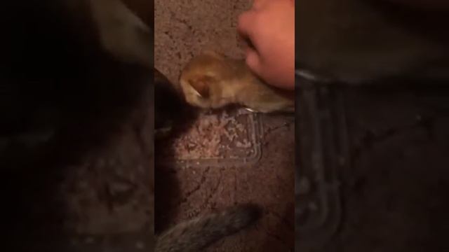 Кошка кушает и разговаривает.Ням-Ням...